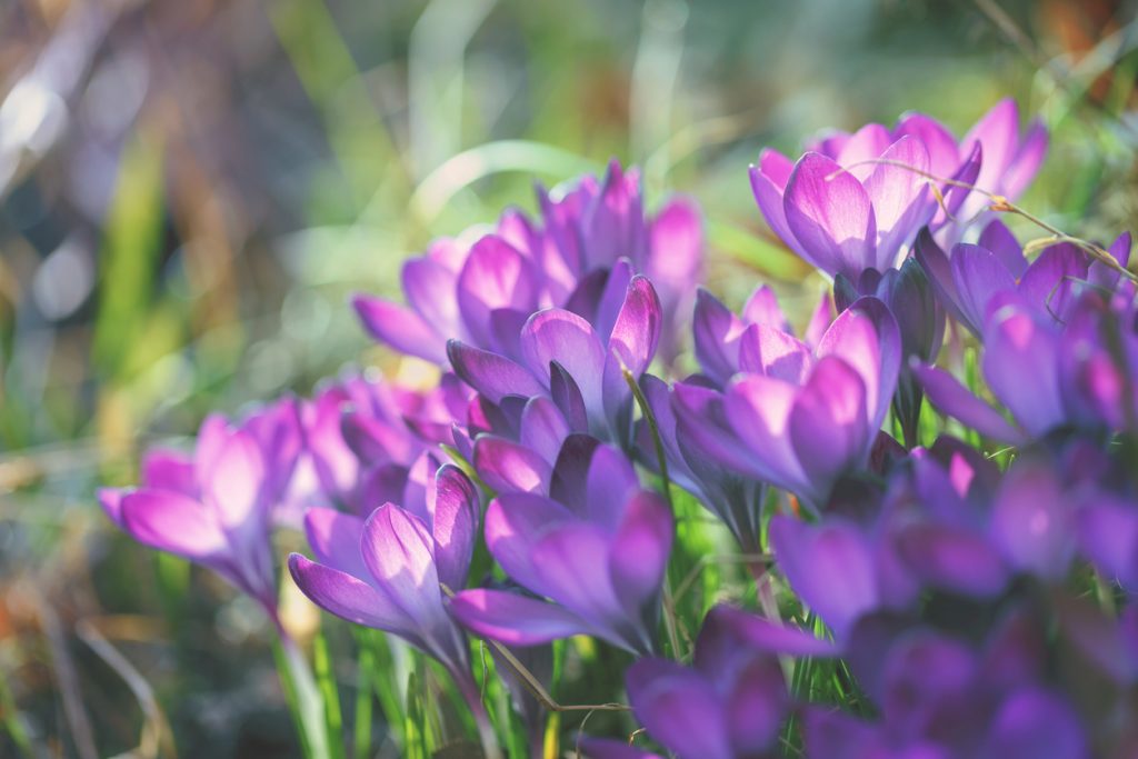 Crocus flowers in spring